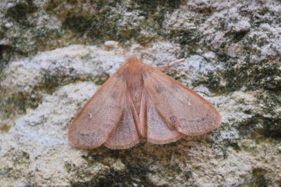 Ocneria rubea