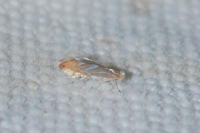 Phyllonorycter messaniella