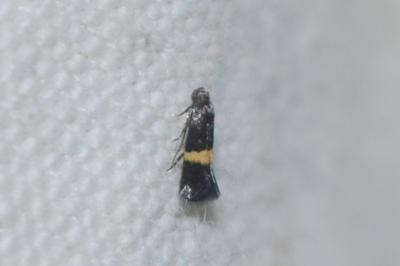Elachista chrysodesmella
