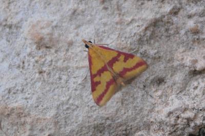 Pyrausta sanguinalis