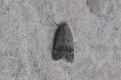 Anacampsis obscurella