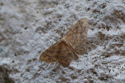 Idaea subsaturata