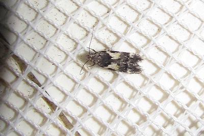 Teleiodes luculella