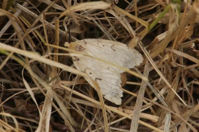 Lymantria dispar
