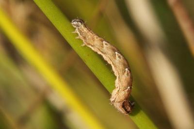 Epirrhoe alternata