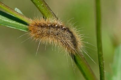 Arctia caja