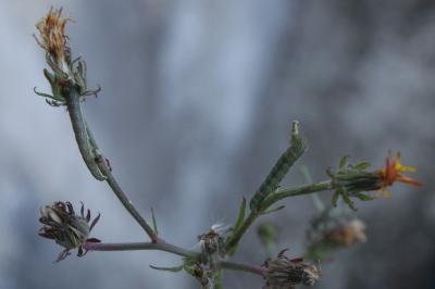 Hecatera bicolorata