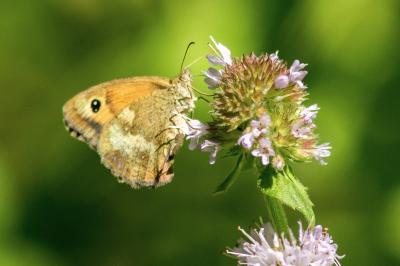 Pyronia tithonus