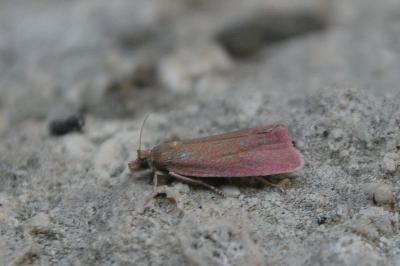 Celypha rosaceana