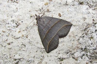 Colobochyla salicalis