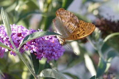 Argynnis paphia
