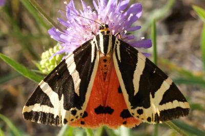 Euplagia quadripunctaria
