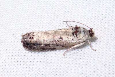 Hedya salicella
