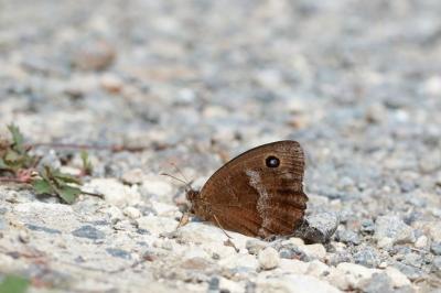 Minois dryas