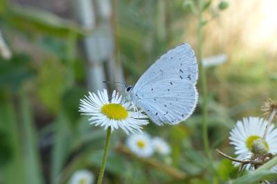Celastrina argiolus