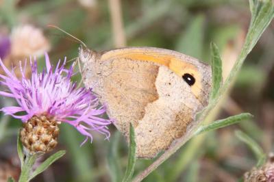 Maniola jurtina