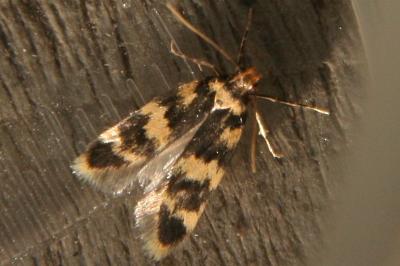 Oegoconia caradjai
