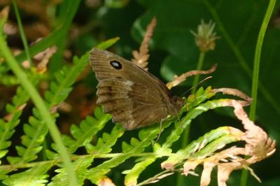 Minois dryas