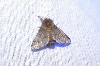 Thaumetopoea processionea