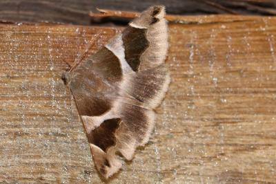 Dysgonia algira