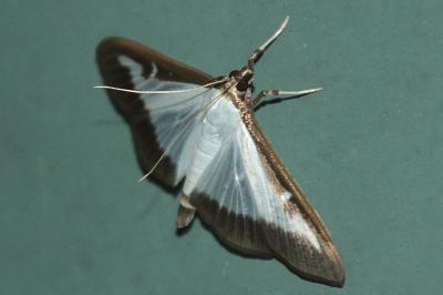 Cydalima perspectalis
