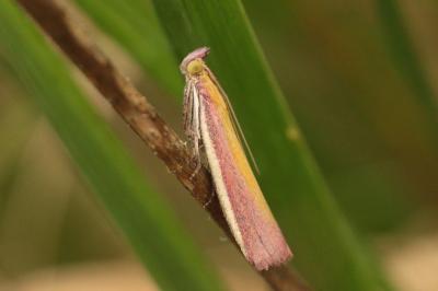 Oncocera semirubella