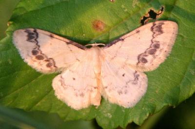 Idaea trigeminata