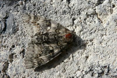Catocala fraxini