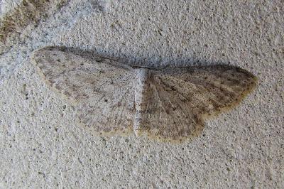 Idaea seriata