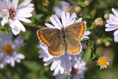 Aricia agestis