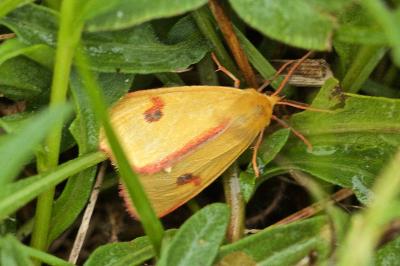 Diacrisia sannio