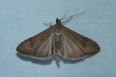 Nomophila noctuella