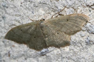 Idaea straminata