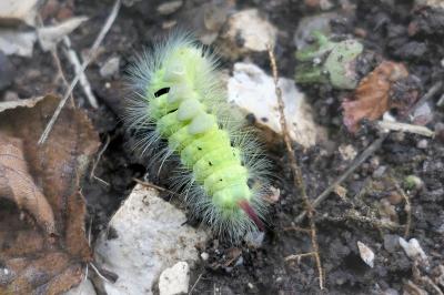 Calliteara pudibunda