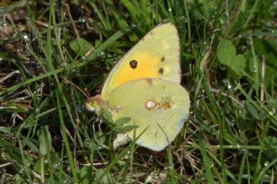 Colias crocea