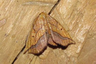Epione repandaria