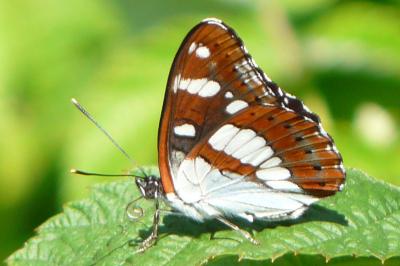 Limenitis reducta