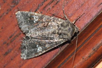 Mamestra brassicae