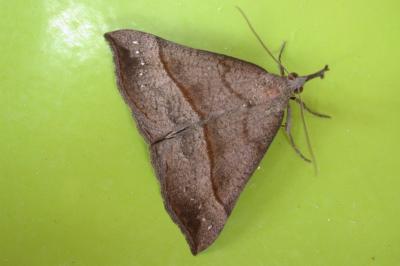 Hypena proboscidalis