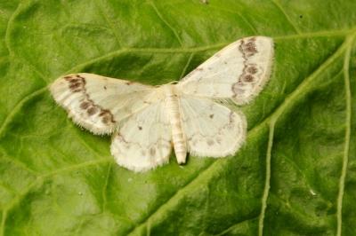 Idaea trigeminata