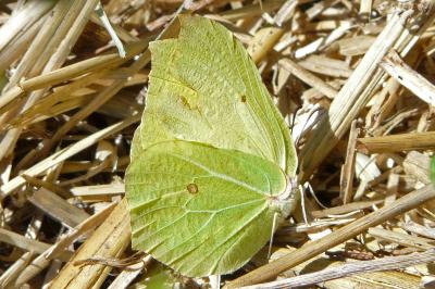 Gonepteryx rhamni