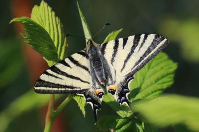 Iphiclides podalirius