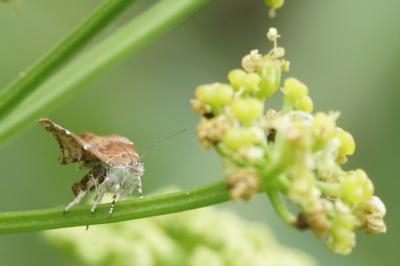 Choreutis nemorana