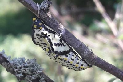 Aporia crataegi