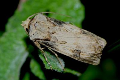 Agrotis segetum