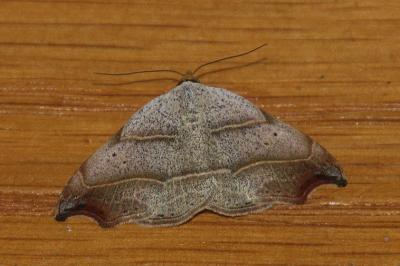Laspeyria flexula