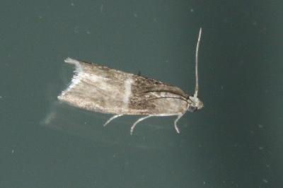 Elegia similella