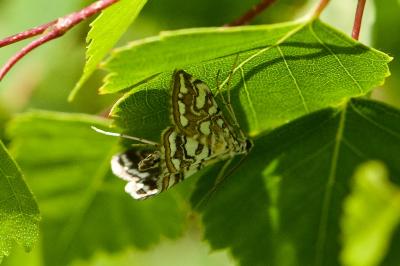 Elophila nymphaeata