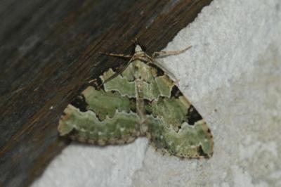 Colostygia pectinataria