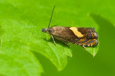 Dichrorampha petiverella